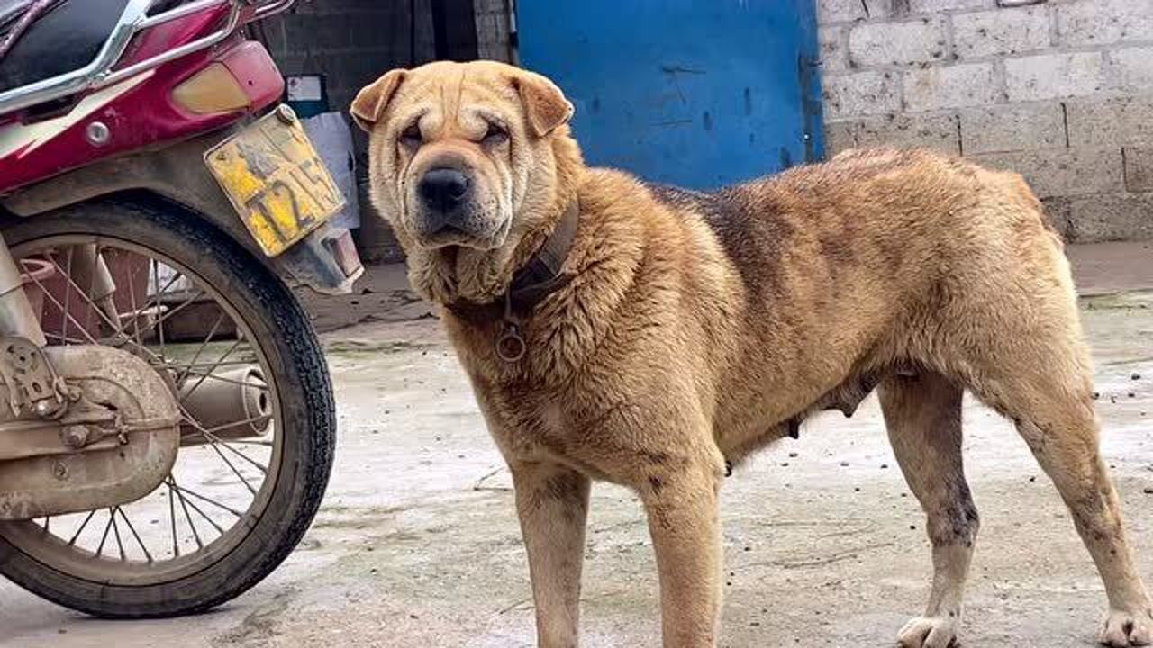 小伙进山摘桃子偶遇大头版的土狗,长相真特别!