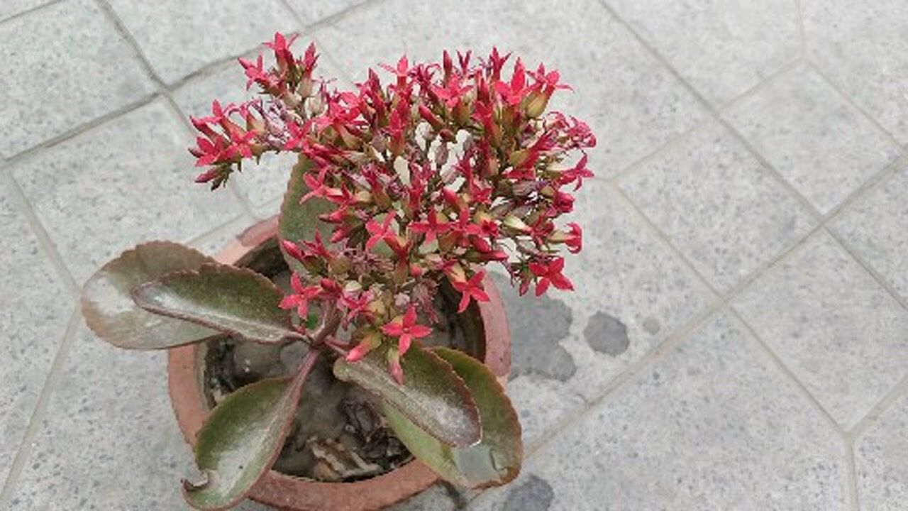 春季大叶凤尾长寿花开花后扦插,成活后再次开出漂亮的花朵