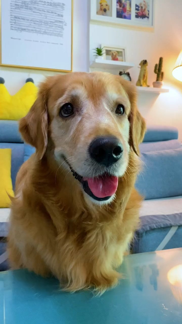 大壮今天真的吃醋了,狗子成精了?#宠物