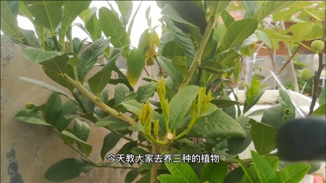 室内能养的“3种”花,好养护、能驱蚊还能吸甲醛