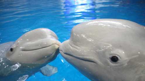 苏菲亚探秘海底世界！虎鲸宝宝和海豚宝宝的表演实在是太震撼了！