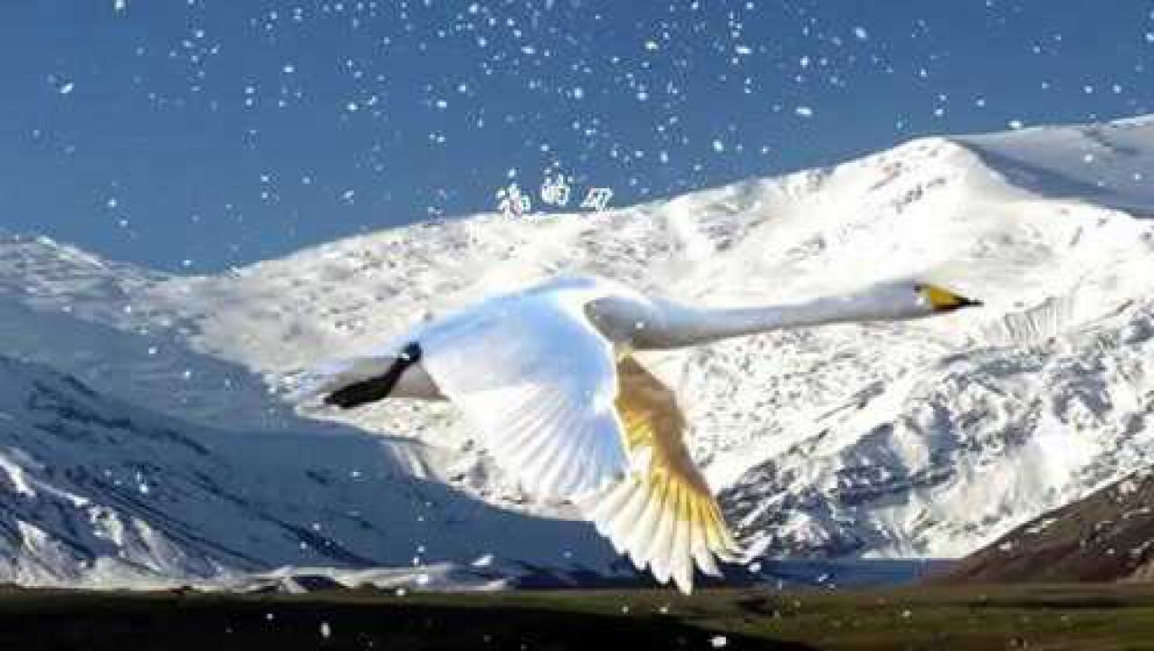 莫言等待南飞的候鸟有一种爱叫做无奈有一种爱叫做放手也有一种爱叫做