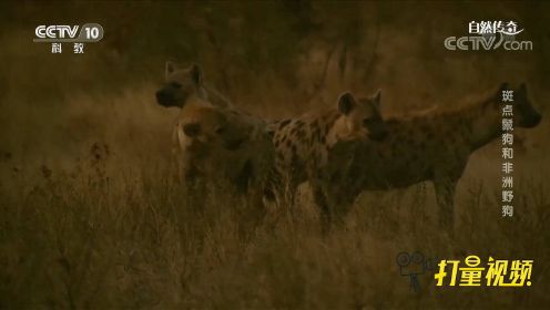 鬣狗进行繁殖，其繁殖方式很特殊？来看珍贵影像资料
