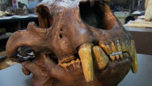 《 恐龙探秘 冰期怪兽》- 冰河世纪的拟狮与短面熊是怎样的恐怖掠食者？