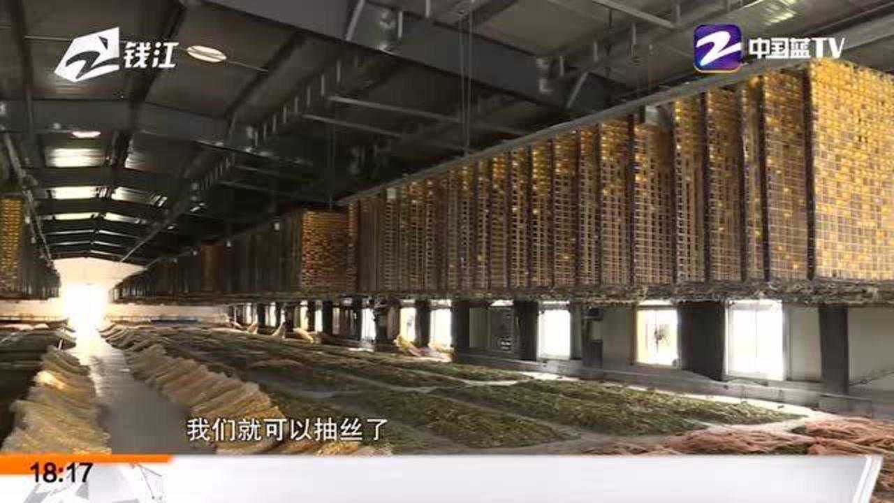 跟着节气游乡村 小满时节"缫丝"忙 海宁周王庙镇第五届蚕俗文化旅游节