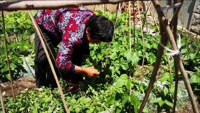 这野菜浑身都是宝,可惜好多人当草,经常上火多吃点,包饺子最香