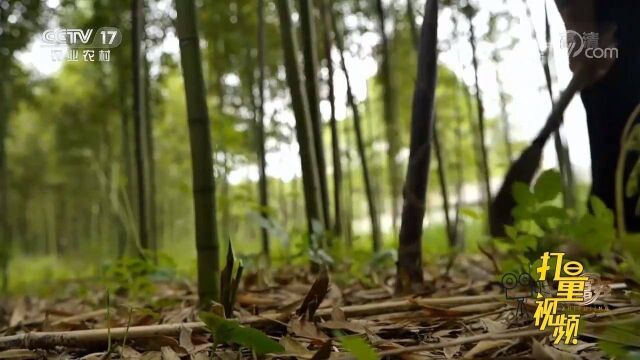 大姐把雷竹挖掉一大半,说是能提高产量,这是怎么回事呢