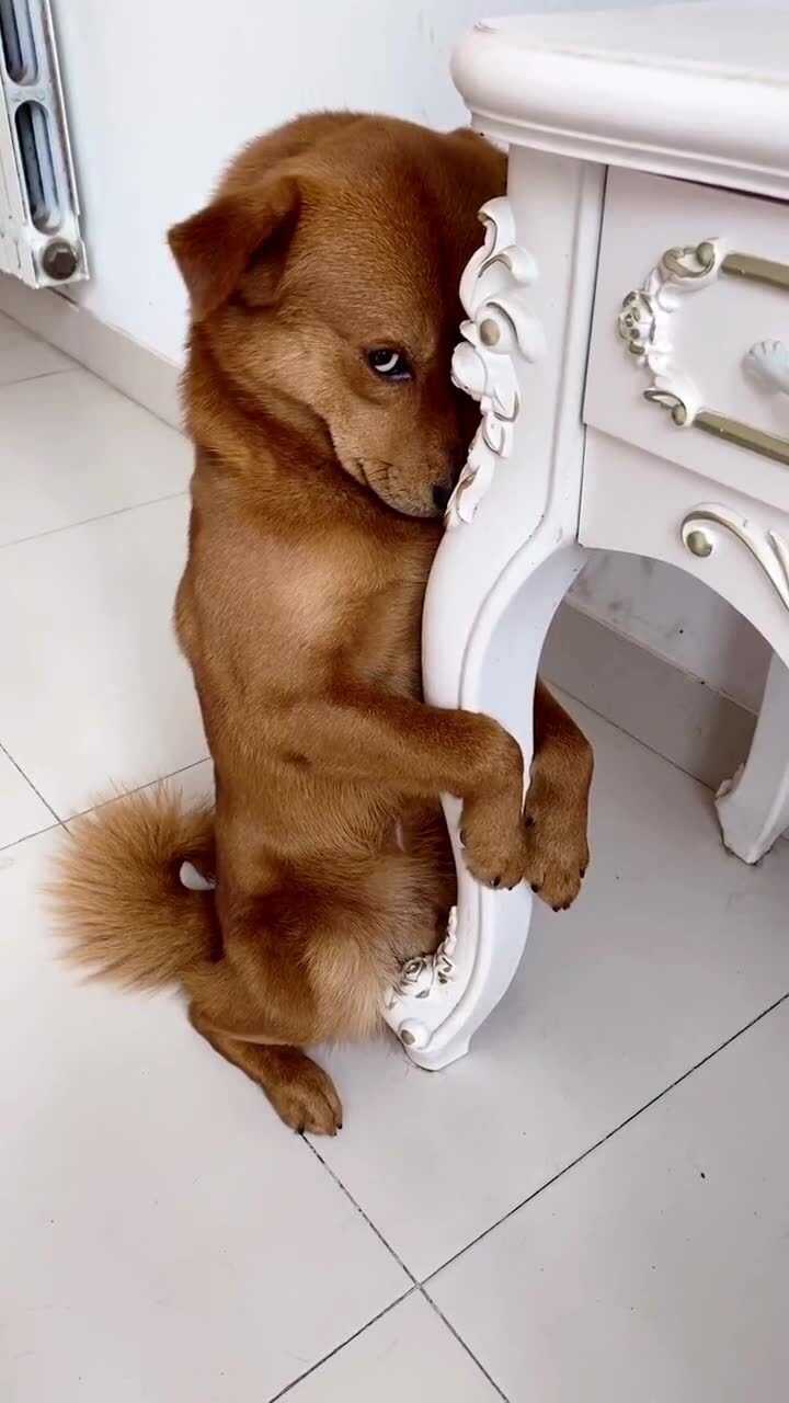 做狗不要太过分,差不多就行了