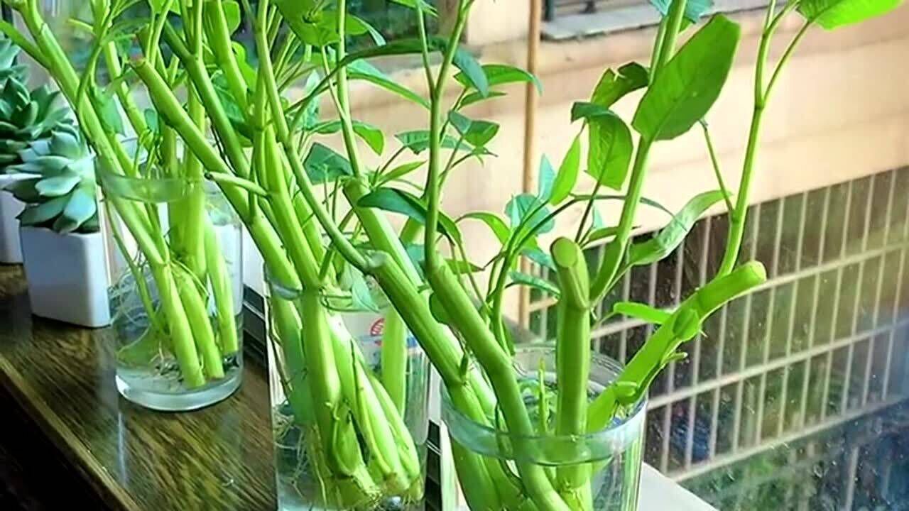 水培空心菜第8天无须换水可观赏可食用加几根铁钉会长得更好