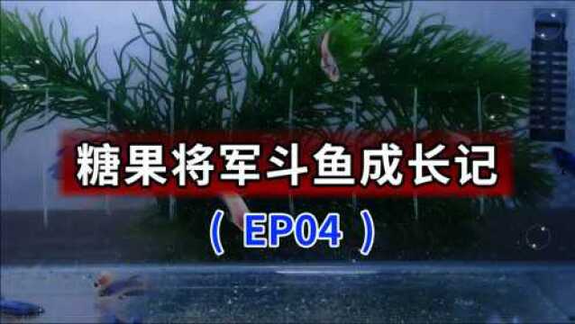 泰国星河糖果KOI将军斗鱼成长记录 PE04,斗鱼苗不吃鱼食,专吃孵化丰年虾