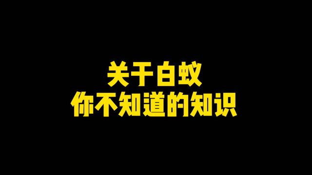 关于白蚁你不知道的知识都在这里