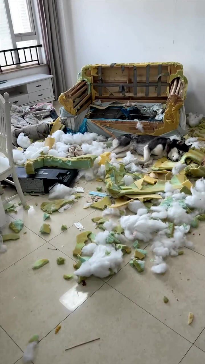 出去旅游了三天,狗仔家里疯了三天!拆家拆的只剩一个空架子