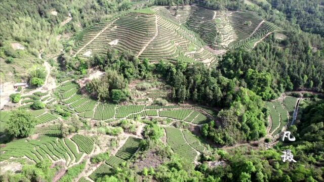 航拍河源紫金县南岭庄田茶山风光