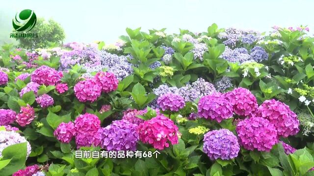 云山花园:绣球花开 惊艳夏天