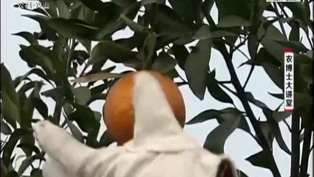 柑橘要依照先外后内先下后上的采摘顺序采用一果两剪的采果法_高清1080P在线观看平台_腾讯视频