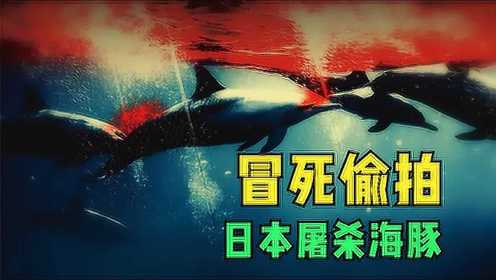 高分纪录片《海豚湾》导演卧底日本，拍到日本人捕杀海豚现场！