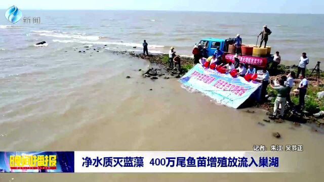 净水质灭蓝藻 400万尾鱼苗增殖放流入巢湖