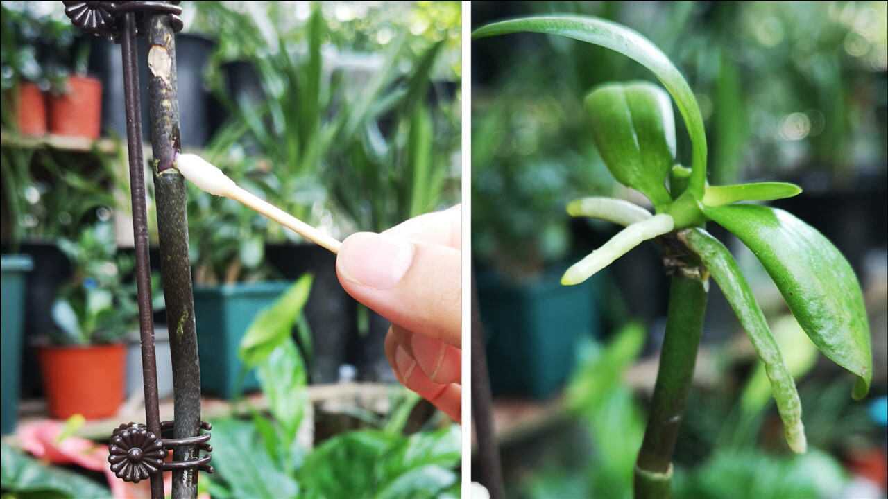 蝴蝶兰"高位芽"繁殖,如何操作?简单几步,一看就会!