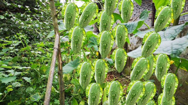 黄瓜很难高产?可能是花期管理不到位,5个细节做好1棵能结25个瓜