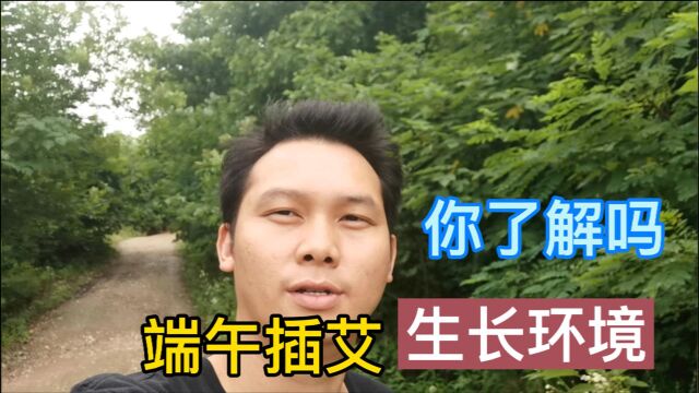 清明插柳端午插艾,实拍野生艾草生长环境,现场带你看