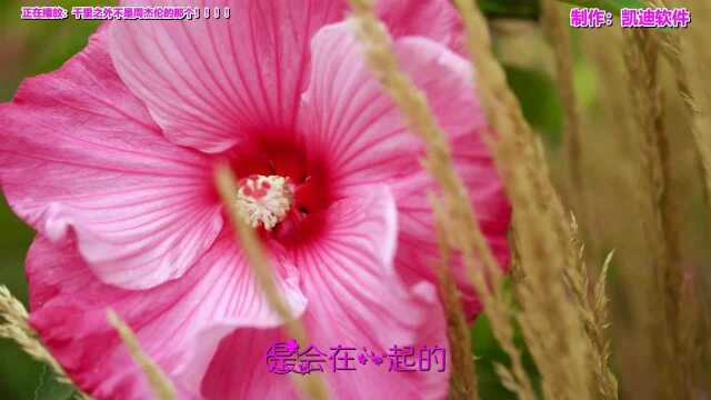 《千里之外周杰伦!!》欣赏,看mv视频软件