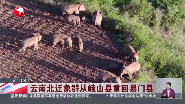 云南北迁象群从峨山县重回易门县