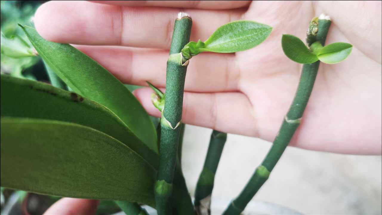 蝴蝶兰花梗繁殖,把这些要点做好了,15天就能冒芽