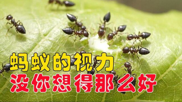 如果我们从蚂蚁的“无人论”看人类的“无神论”会怎样? #“知识抢先知”征稿大赛#