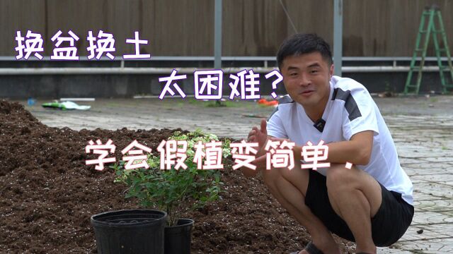 什么是假植?有什么用?具体怎么操作?看看这个养花假植教学吧.