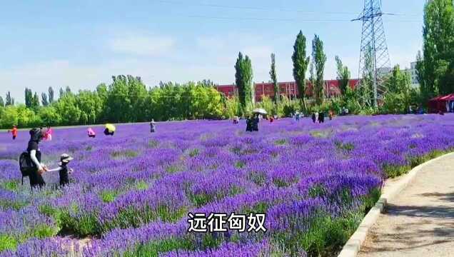 紫菀新疆游记,解忧公主薰衣草主题庄园,沉醉于漫天紫色浪漫中