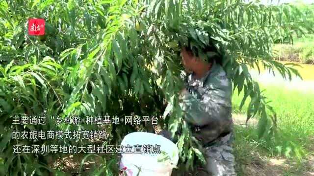 发出“甜蜜邀请”!韶关始兴鹰嘴桃丰收上市