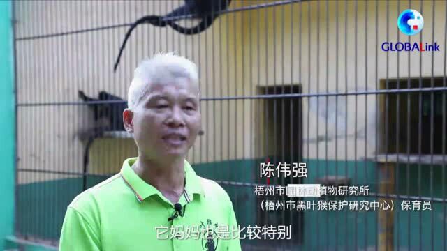 全球连线 | 人工饲养繁育的第八代黑叶猴幼崽成功存活