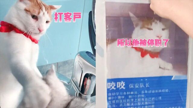 成无业游猫?宠物医院在职猫咪频繁殴打“客户”,停职后表情亮了