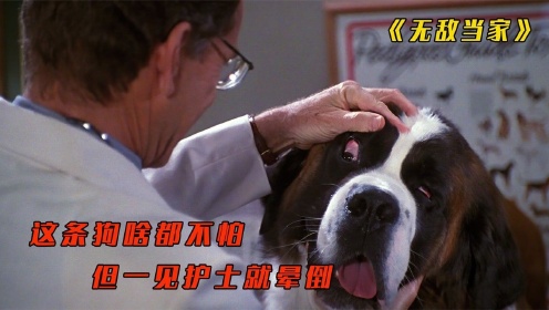 这条狗太可爱了，见到美女护士就晕倒，喜剧电影《无敌当家》