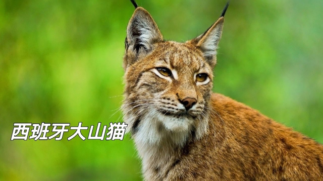 这是西班牙猞猁又叫大山猫被称作西班牙国宝之一竟然差点濒危灭绝看