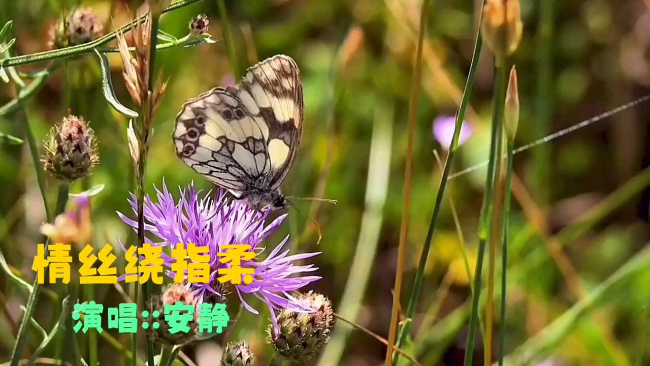 情丝绕指柔曲谱教学图片