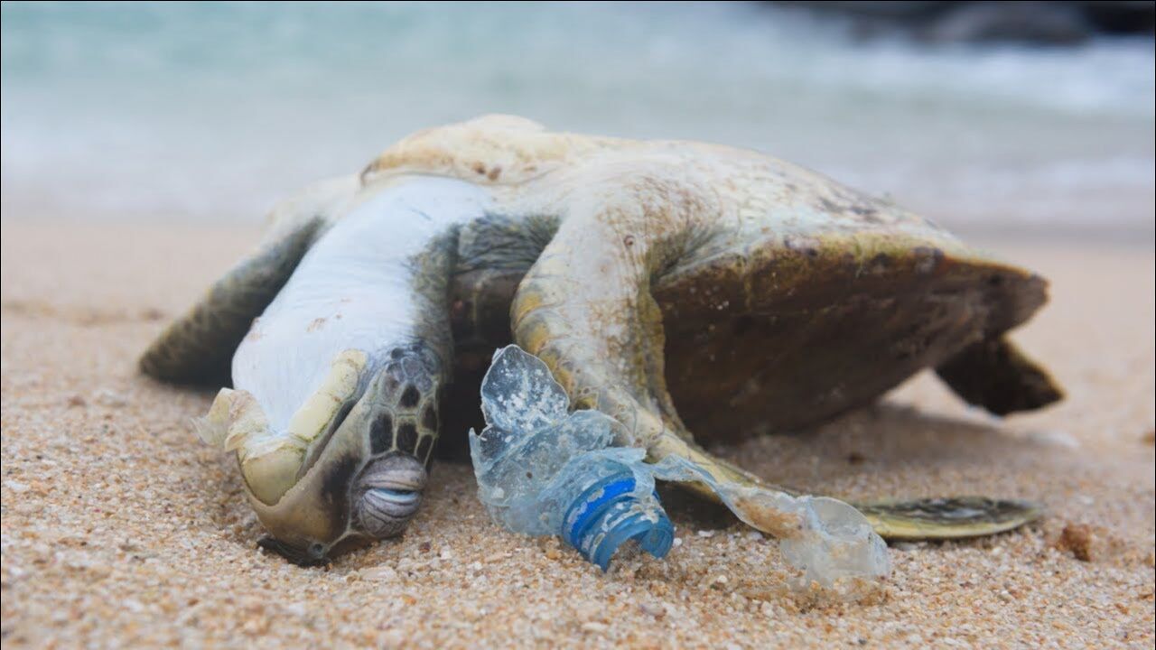 海洋动物误食垃圾图片图片