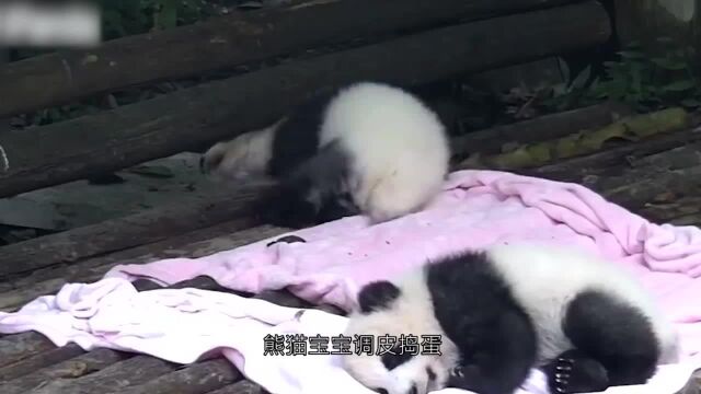 奶爸抱着熊猫办公,熊猫宝宝吓懵了:天呐,要做作业吗?