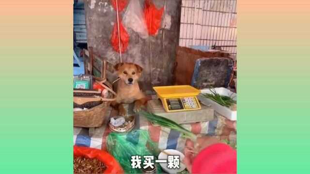 老板多少钱一斤