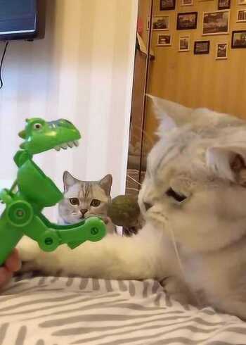 麻蛋向丑丑求助,却被丑丑嫌弃了!