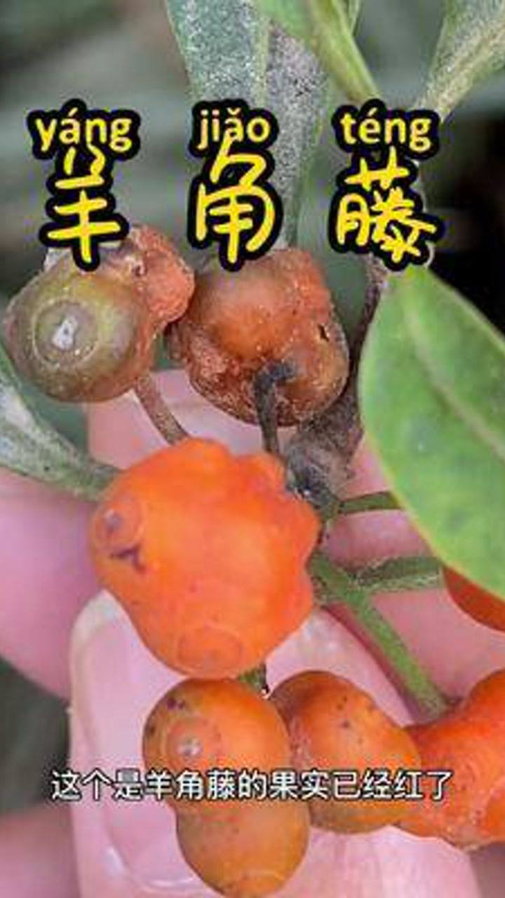 很多人把羊角藤当作巴戟天又叫凤眼根你懂得区分吗