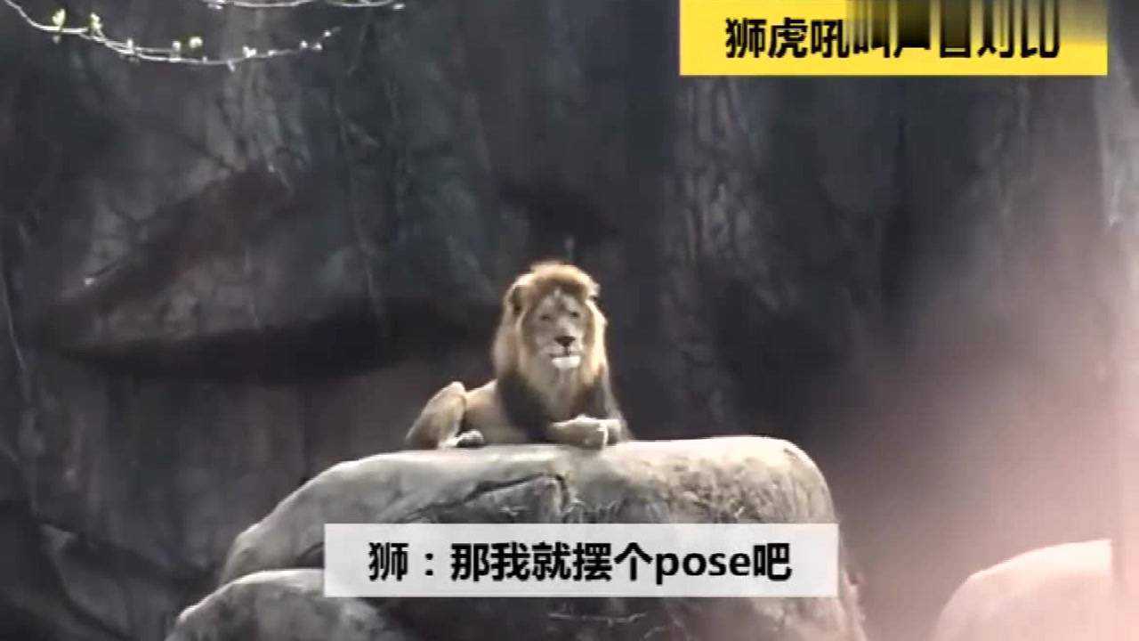 老虎狮子吼叫声对比,一听就知道谁更霸气_高清1080P在线观看平台_腾讯视频
