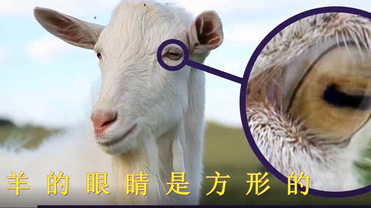 只有羊的眼睛很奇特,是正方形的,是唯一有这种结构的动物#知识π计划-知识抢先知#_高清1080P在线观看平台_腾讯视频