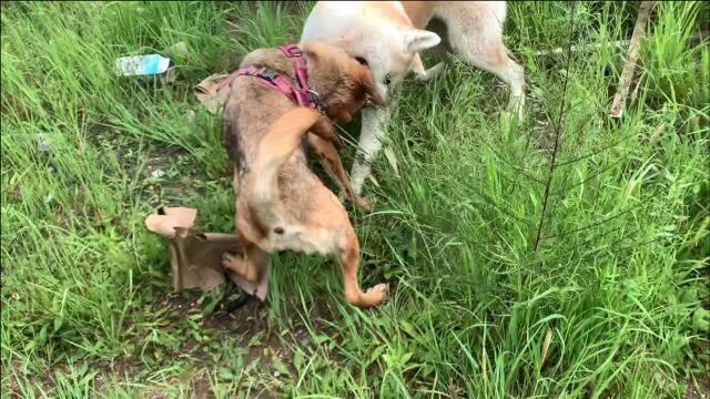 大黄狗和秋田犬疯狂撕咬,女主用铁锹阻止狗狗打架,太激烈了