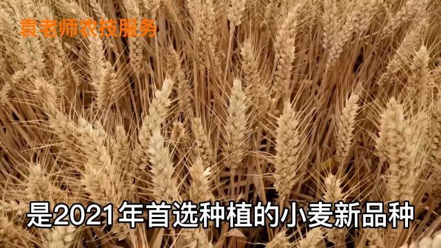 这几个小麦新品种,种植面积大产量高,最适宜2021年种植