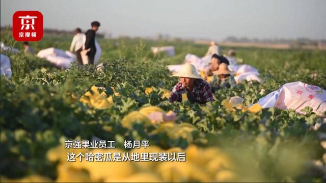 新疆哈密瓜喜获丰收 田间地头直运全国各地