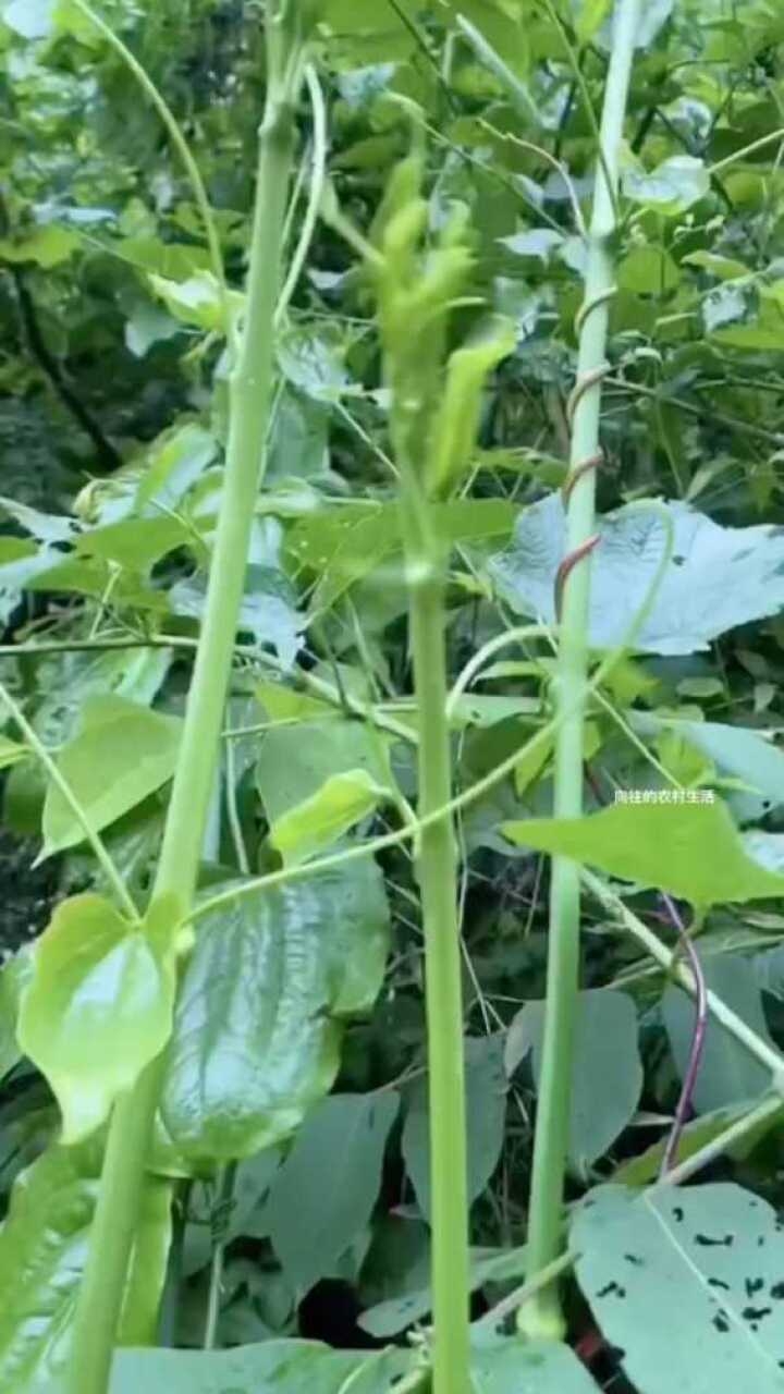大山里的野菜龙须菜