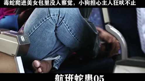 航班蛇患-05，毒蛇爬进美女包里没人察觉，小狗担心主人狂吠不止