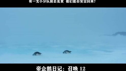 帝企鹅日记：召唤-12，有一支小分队前去觅食  他们能否安全回来？