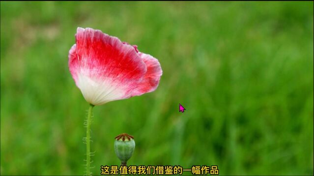 摄影作品赏析,花卉风景如何拍摄?赏析花卉类摄影作品